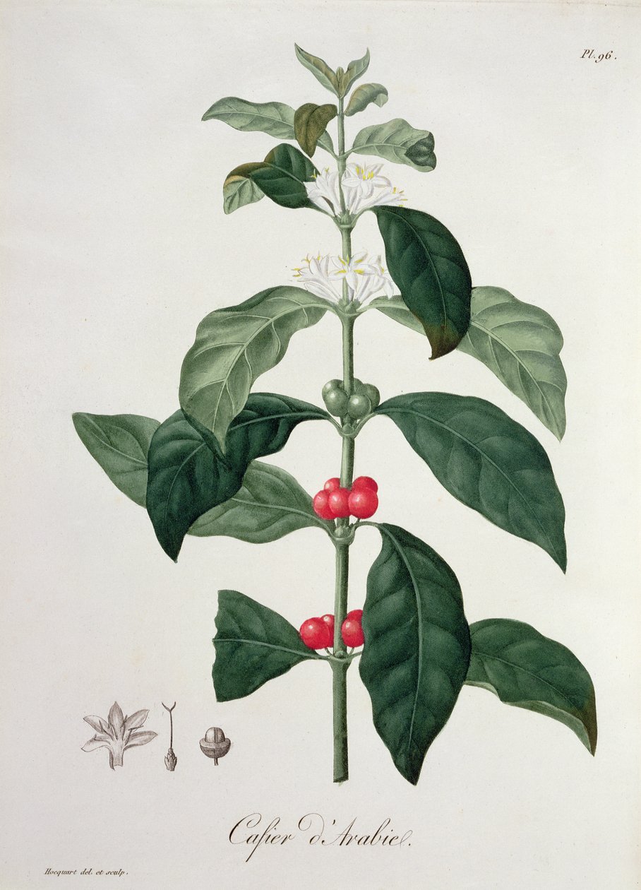Coffea Arabica fra "Phytographie Medicale" af Joseph Roques (1772-1850), udgivet i 1821 af L.F.J. Hoquart