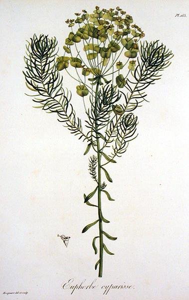 Euphorbia Cyparissias fra 