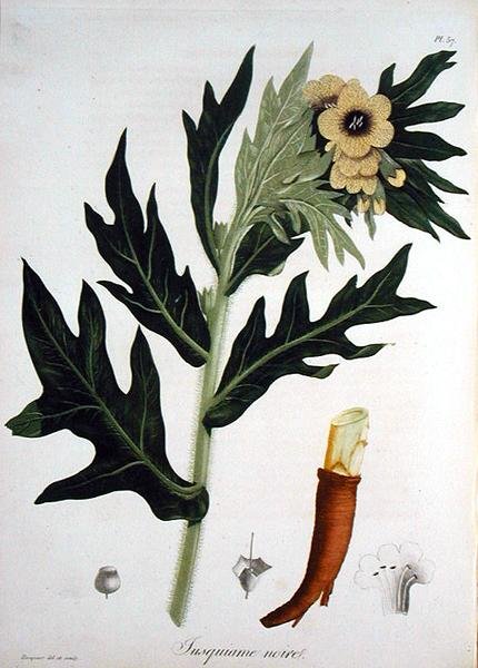 Henbane fra 