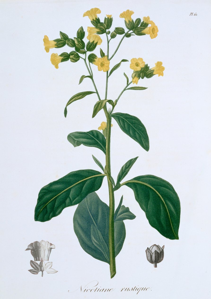 Nicotiana Tobacco, 1821 af LFJ Hoquart
