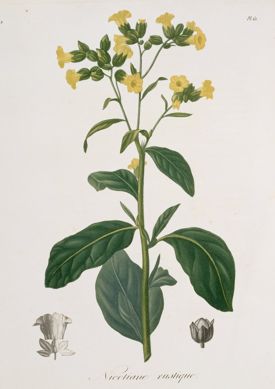 Nicotiana fra "Phytographie Medicale" af Joseph Roques (1772-1850), udgivet i 1821 af L.F.J. Hoquart