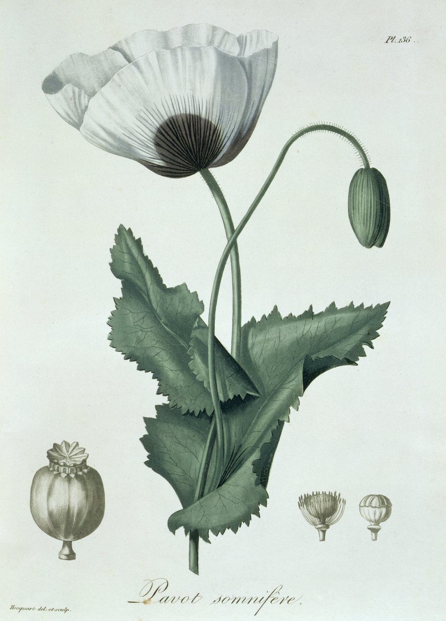 Papaver Somniferum fra 