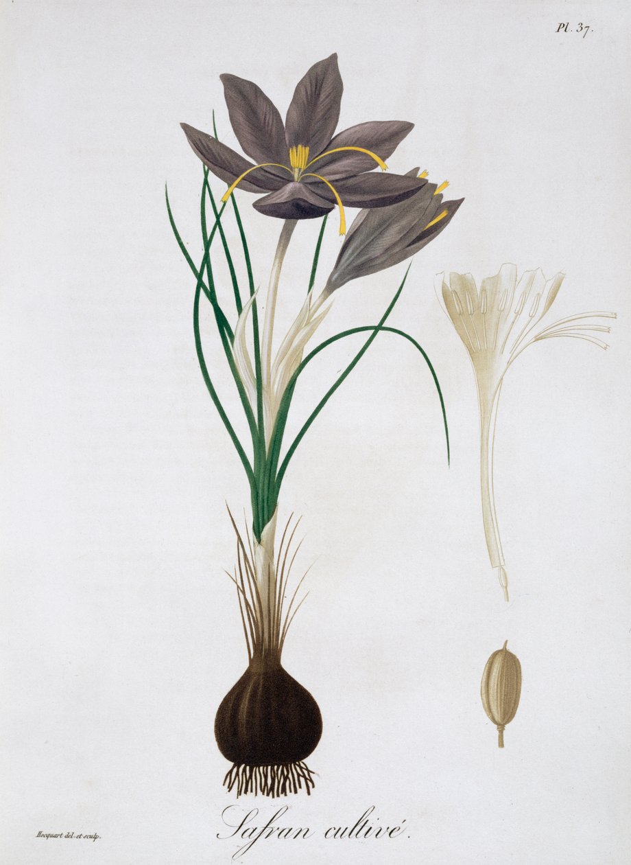 Safrankrokus, 1821. af LFJ Hoquart