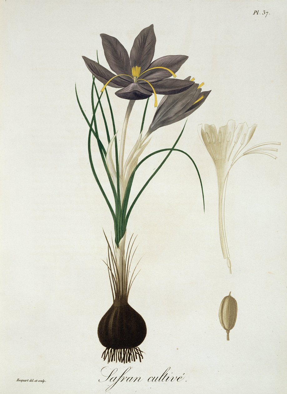 Saffron Crocus fra 