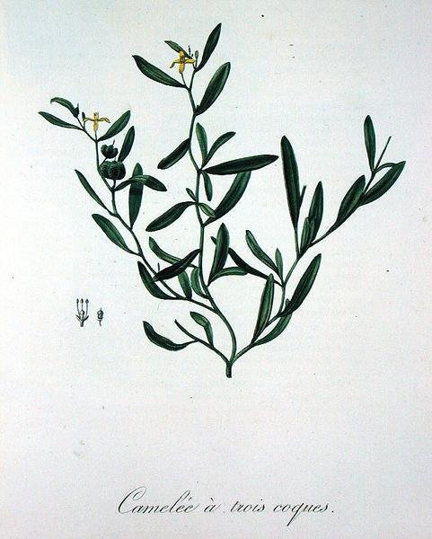 Three Shell Camelia fra 