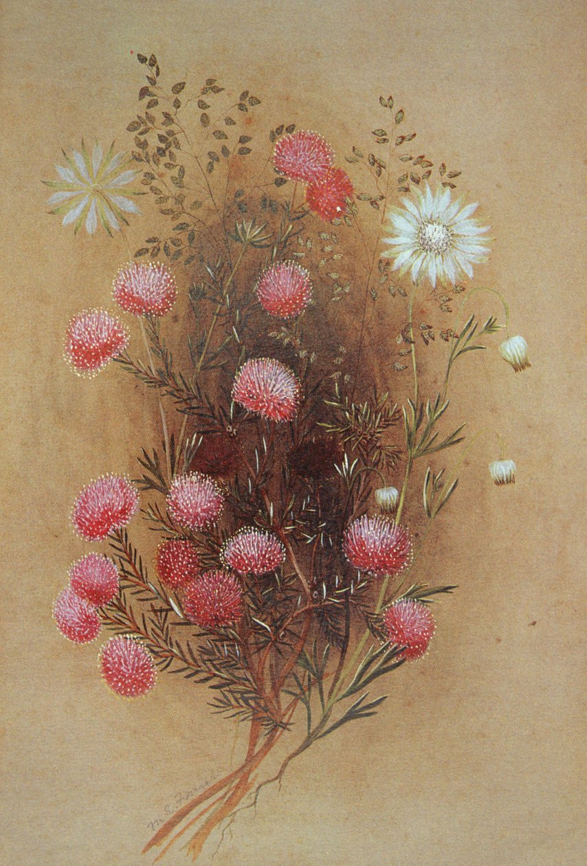 Melaleuca eller flannelblomst, 1800-tallet af Lady Margaret Forest