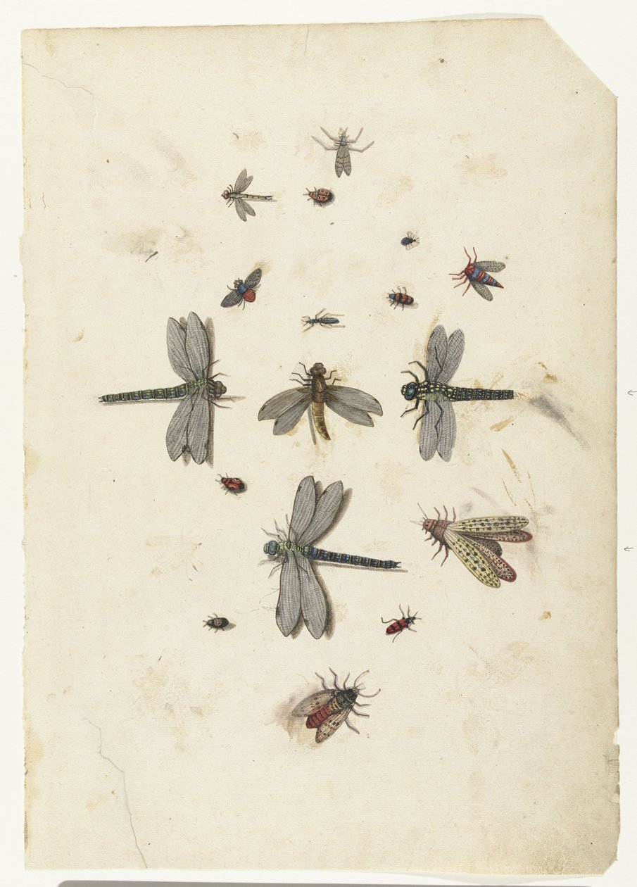 Guldsmede og flyvende insekter af Lambert Lombard