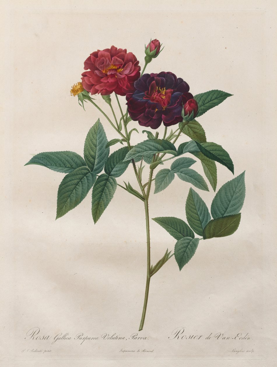 Roserne: Rosa Gallica Purpurea Velutina Parva, 1817-1824. af Langlois