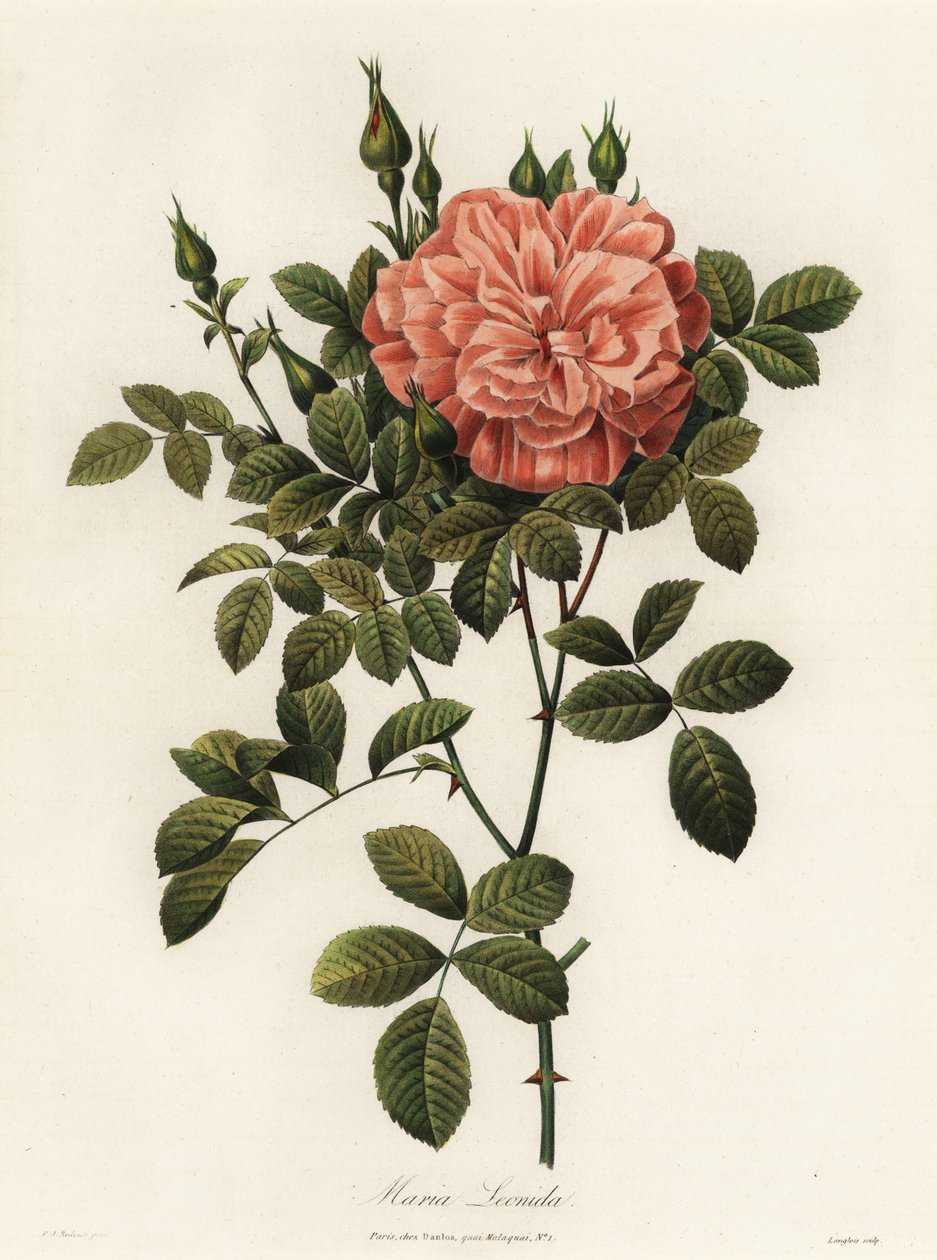 Maria Leonida, hybrid rose, Rosa bracteata sort af Langlois Langlois