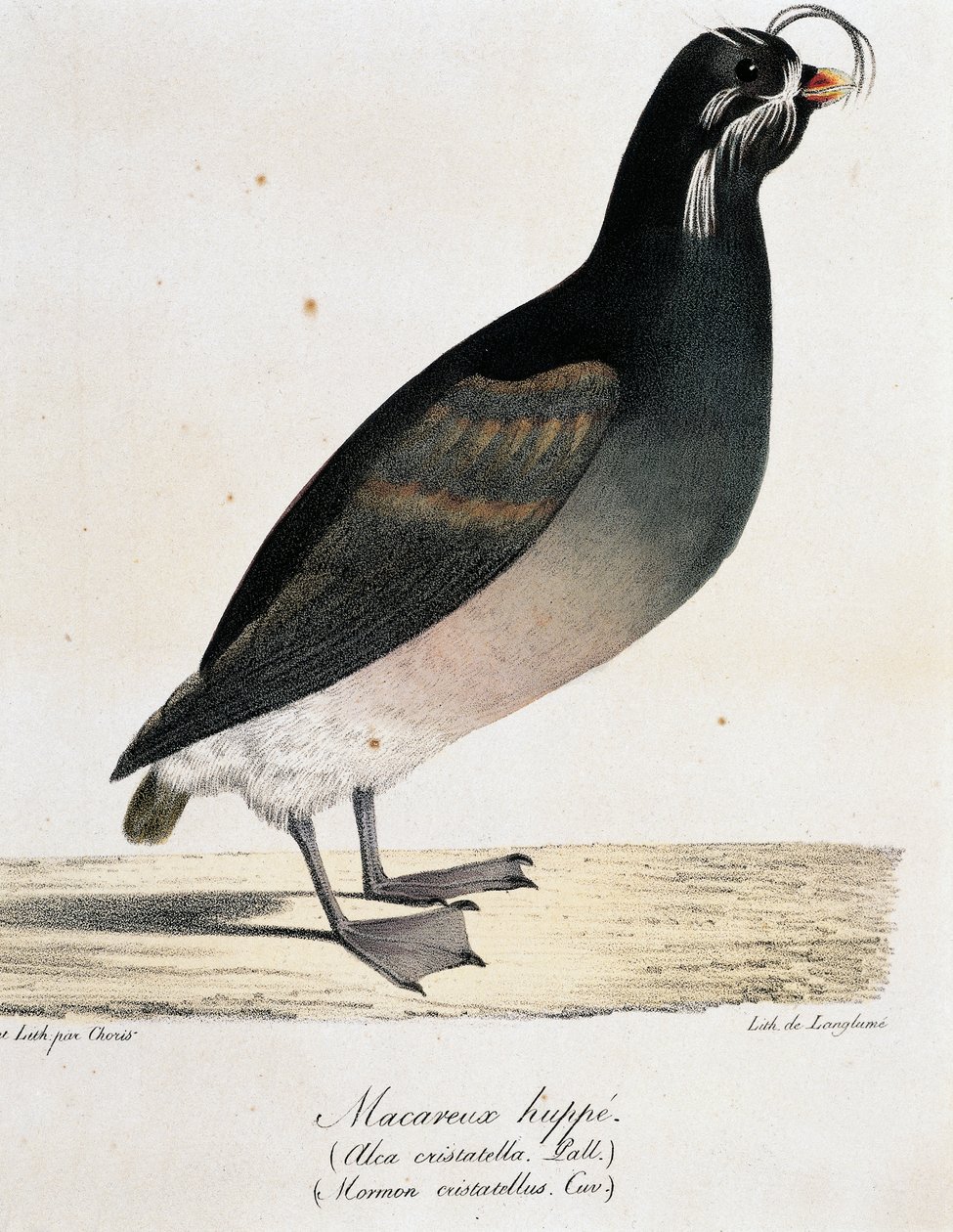 Crested Auklet (Aethia cristatella), fra Picturesque Voyage Around the World af Langlume Langlume