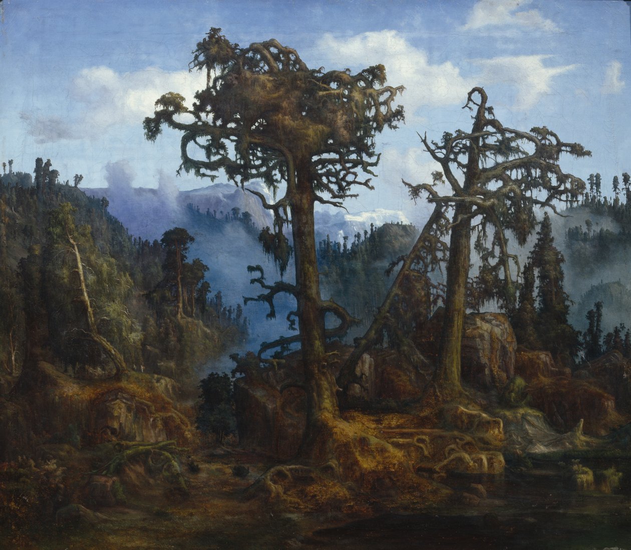 Gamle Pines af Lars Hertervig