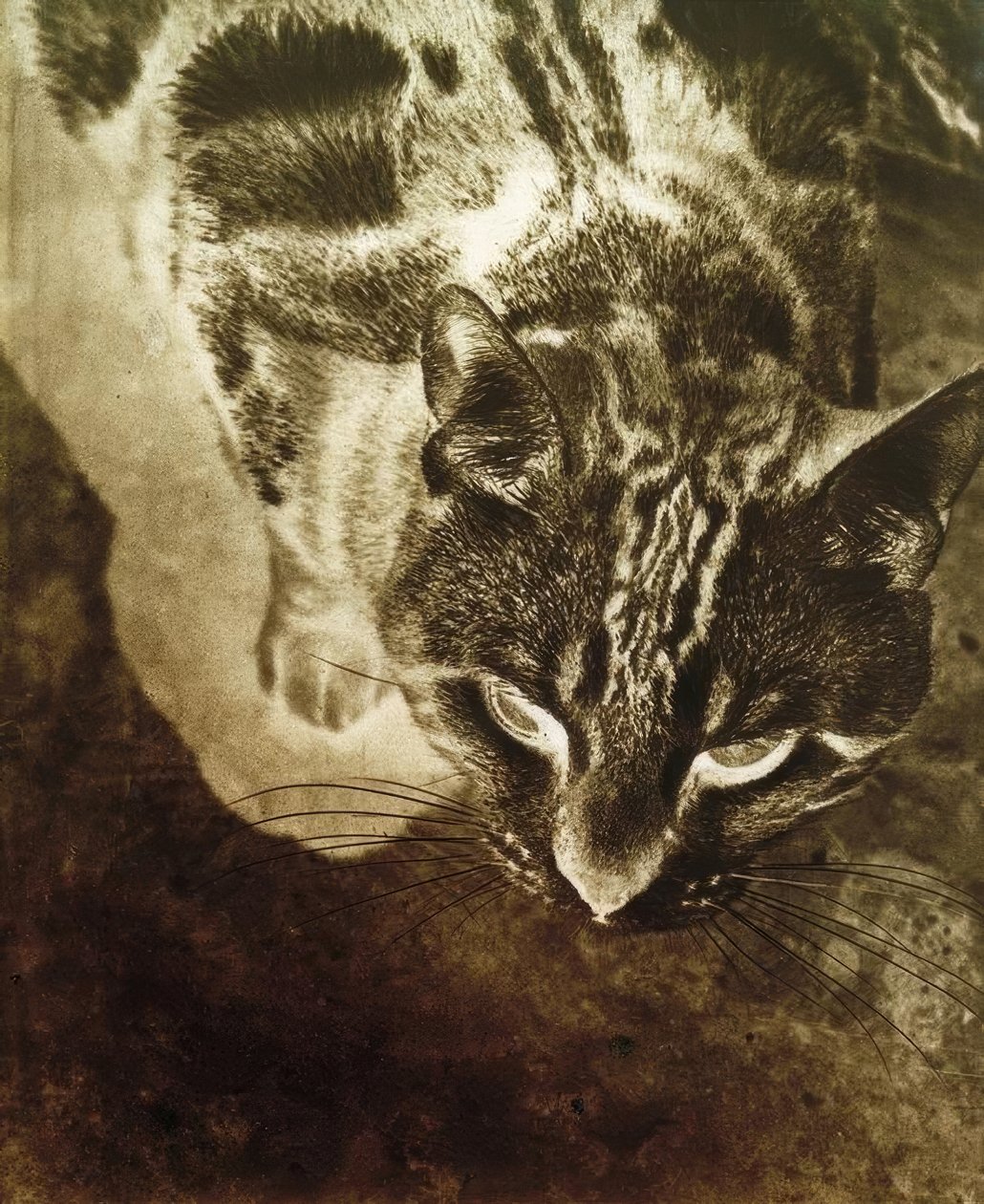 Kat (negativt tryk) af Laszlo Moholy Nagy