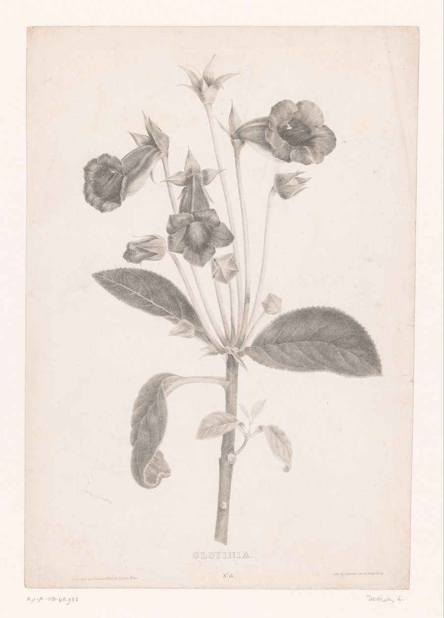 Gloxinia Gloyinia (titel på objekt) af Laure Devéria