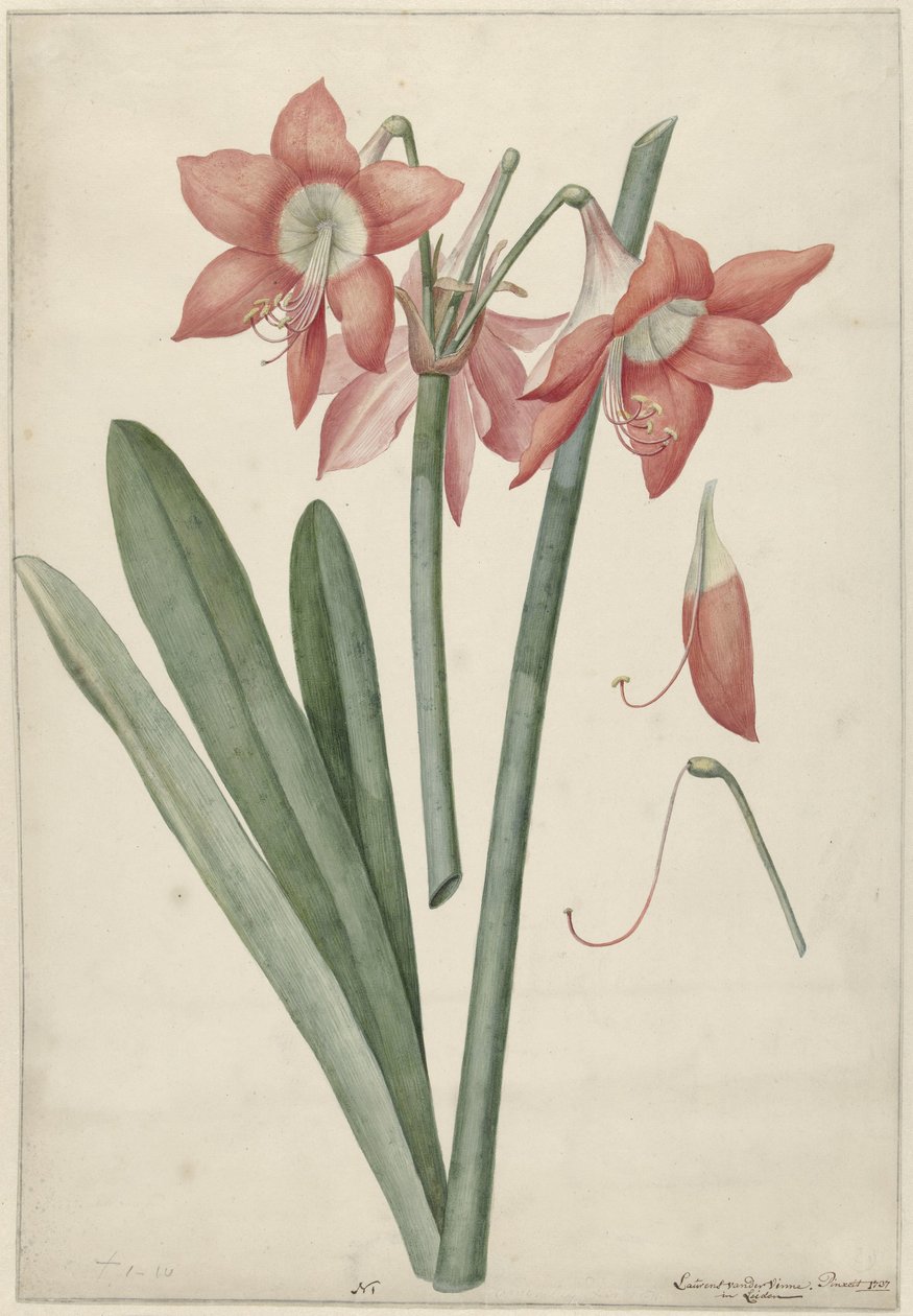 Amaryllis Haoorthia Margaritiferas af Laurens Jacobsz. van der Vinne