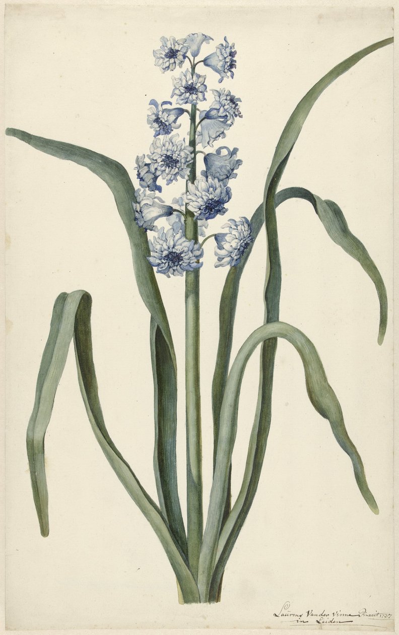 Hyacint af Laurens Jacobsz. van der Vinne