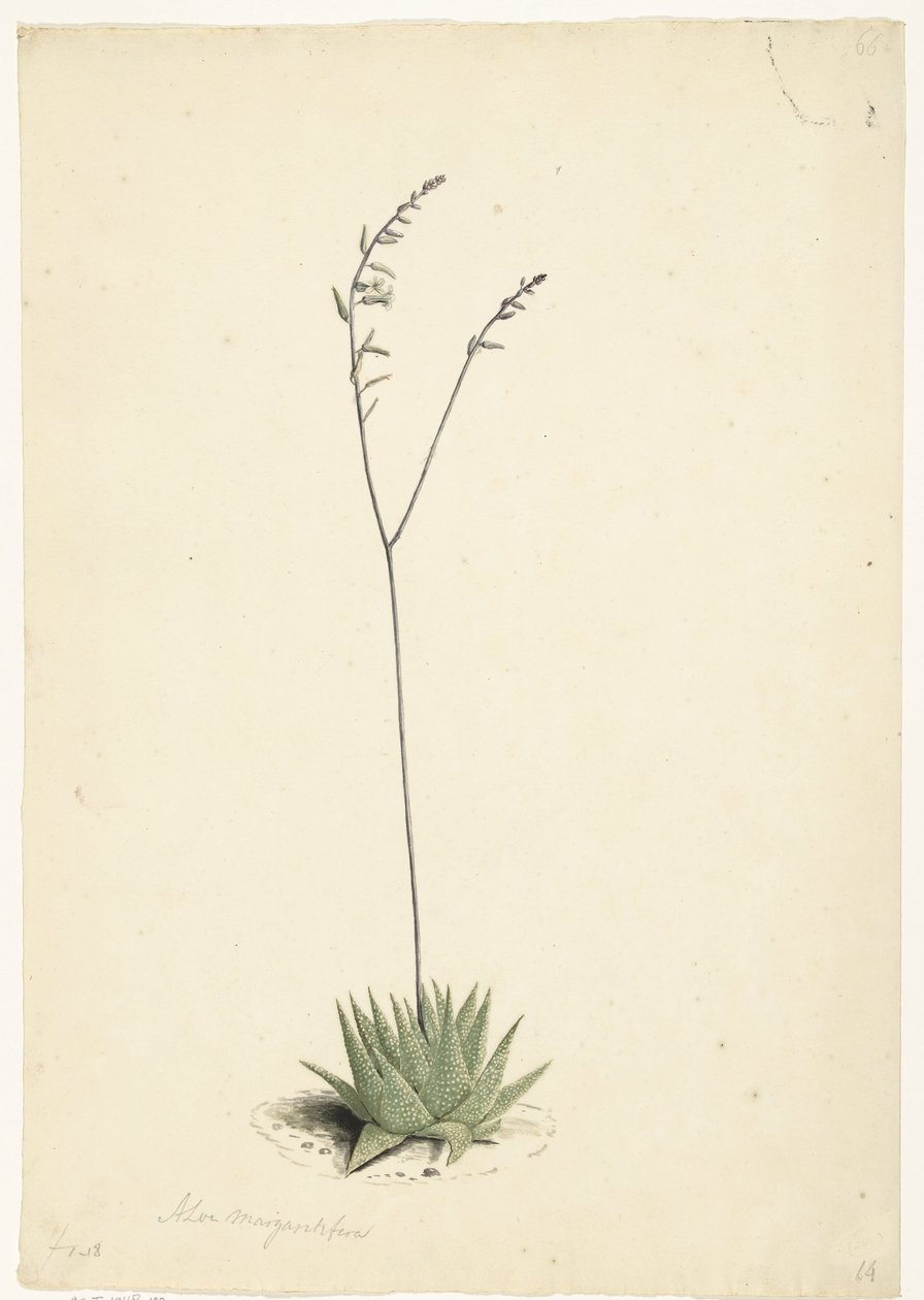 Blomstrende Aloe af Laurens Vincentsz. van der Vinne