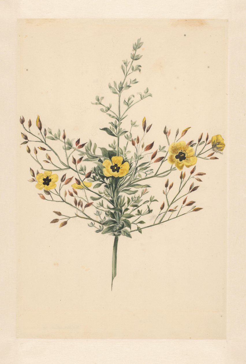 Himmelsk rose af Laurens Vincentsz. van der Vinne
