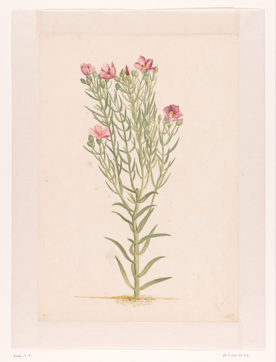 Plante med lyserøde blomster (titel på objekt) af Laurens Vincentsz. van der Vinne