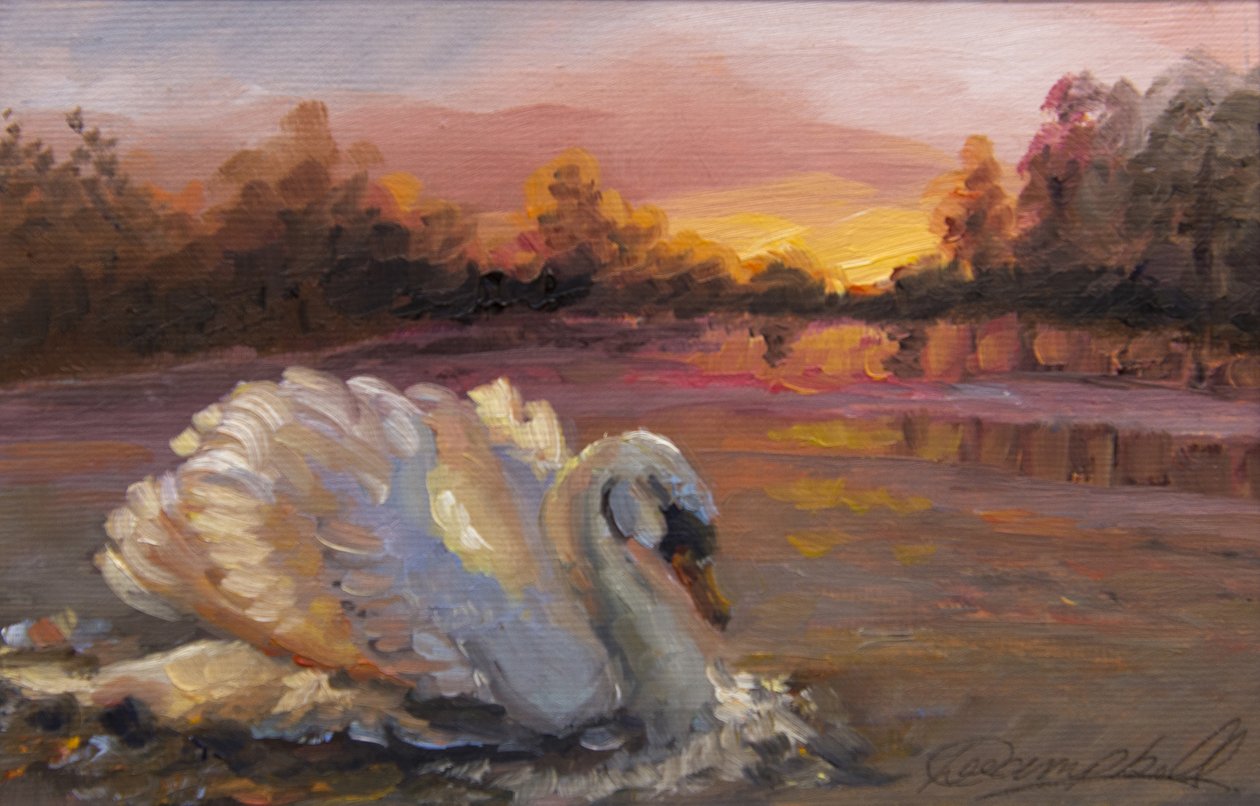 Swan at Sunrise, 2016, (olie på papir) af Lee Campbell
