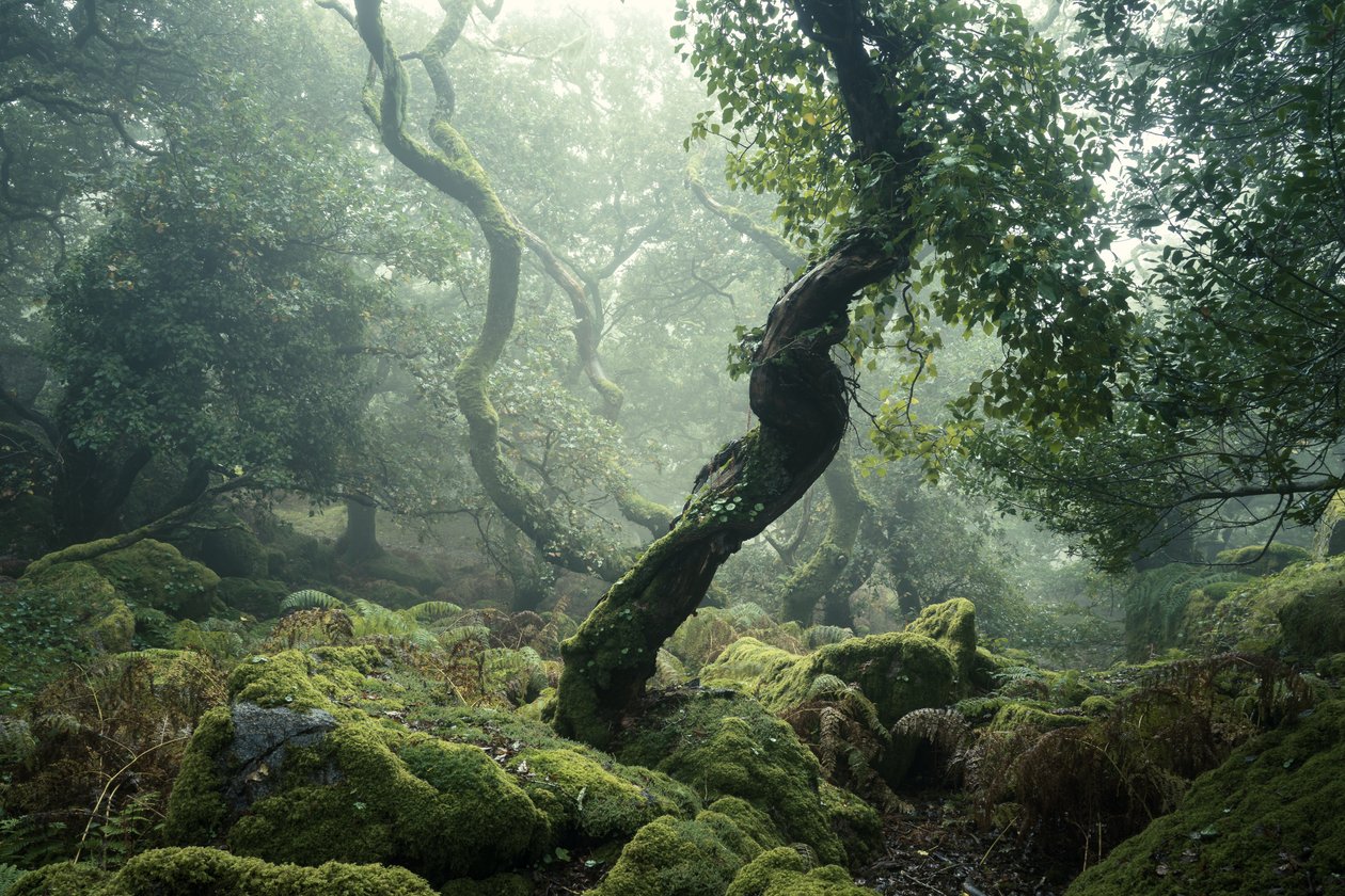 Awakening II, 2024 (foto) af Lee Cooper