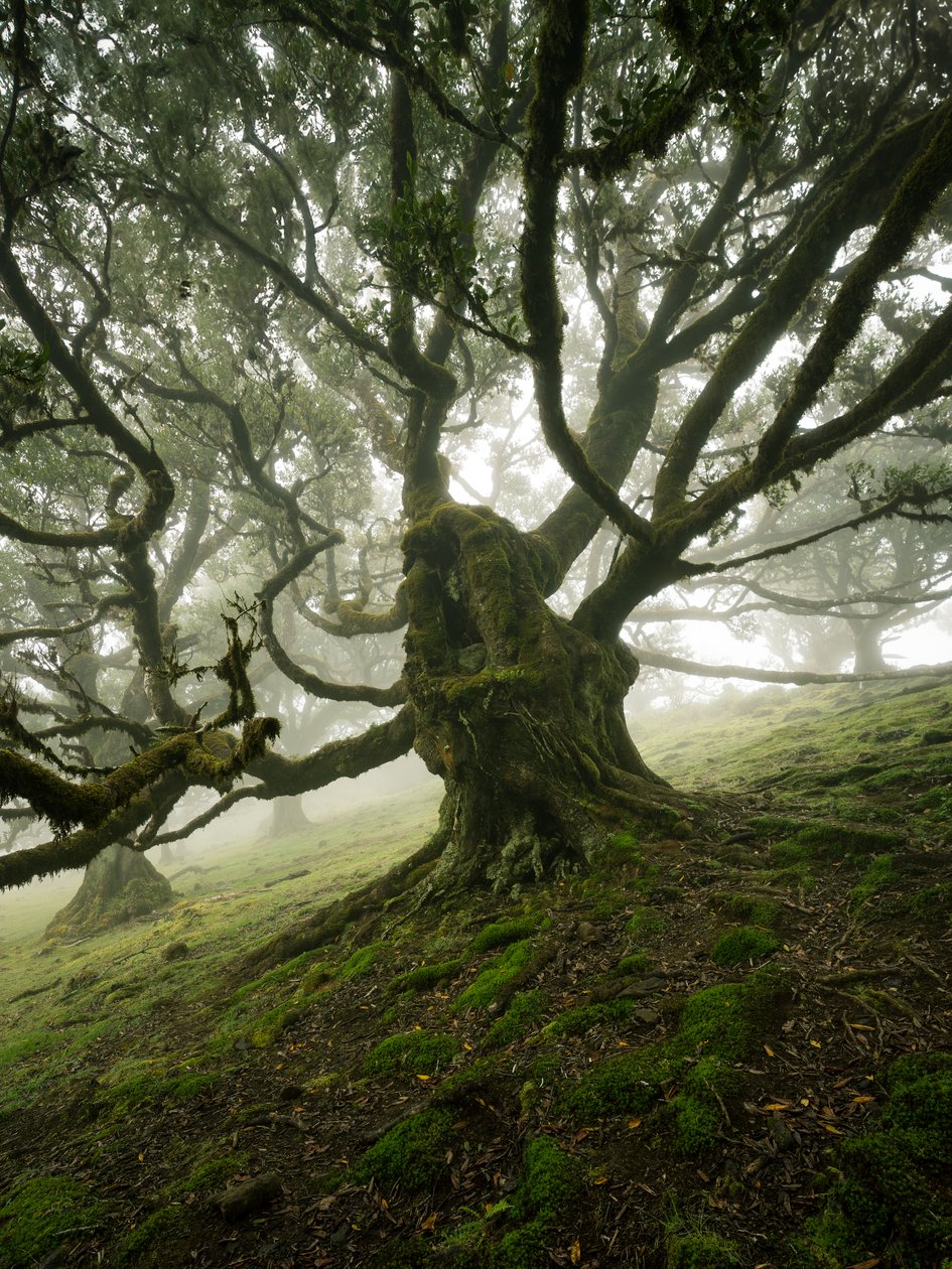Canopy II, 2025 (foto) af Lee Cooper
