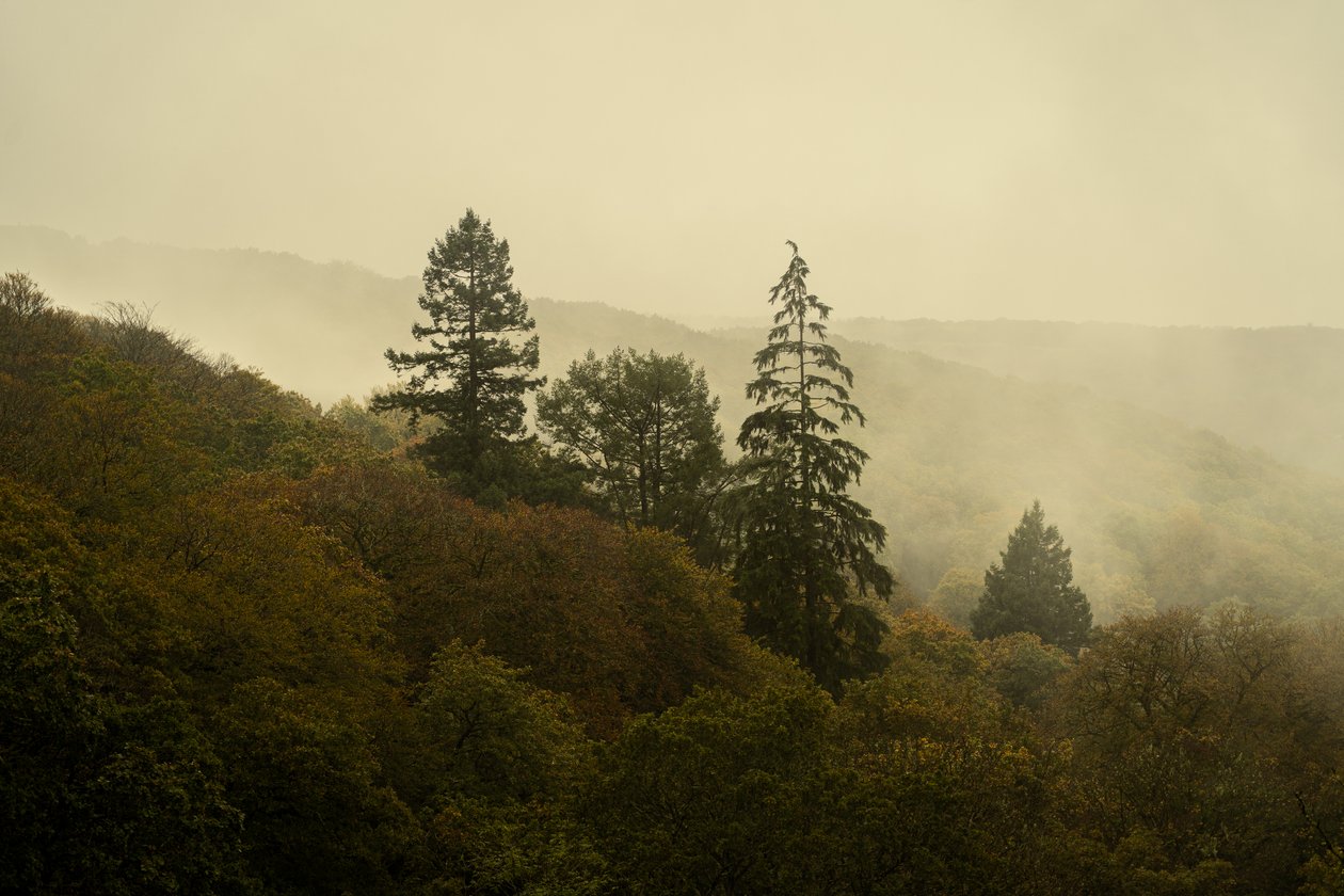 Cloud Forest III, 2024 (foto) af Lee Cooper