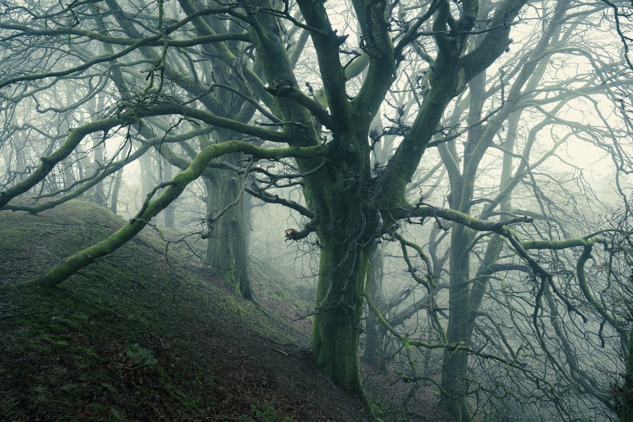 Forest Spider, 2024 (foto) af Lee Cooper