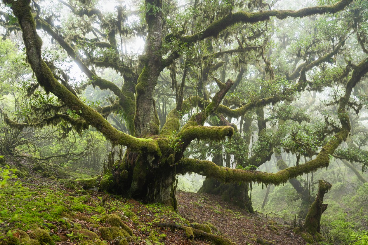 Forgotten Land III, 2025 (foto) af Lee Cooper