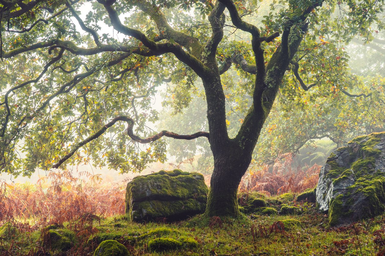 Forgotten Lands, 2024 (foto) af Lee Cooper