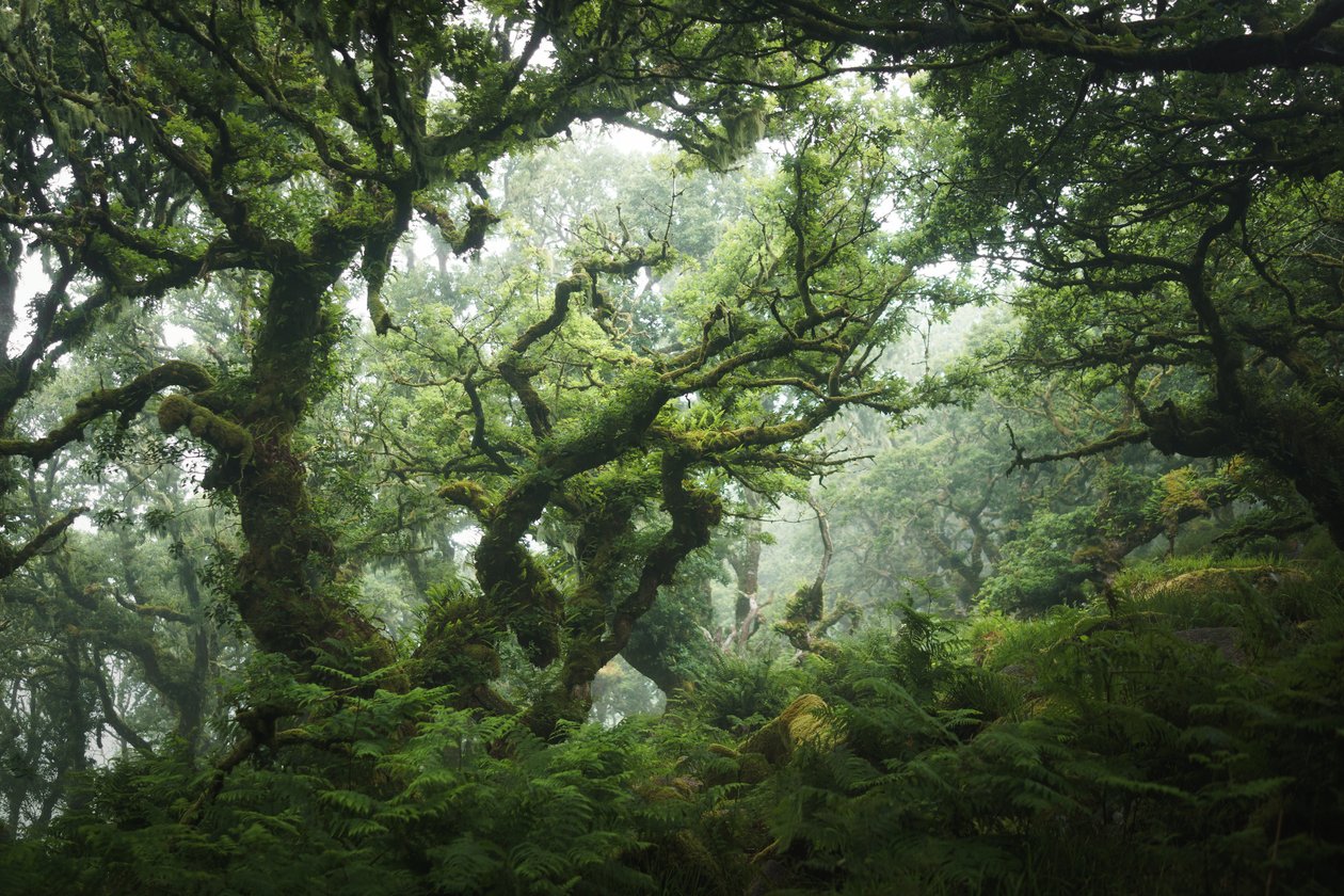 Nocturne Grove, 2020 (foto) af Lee Cooper