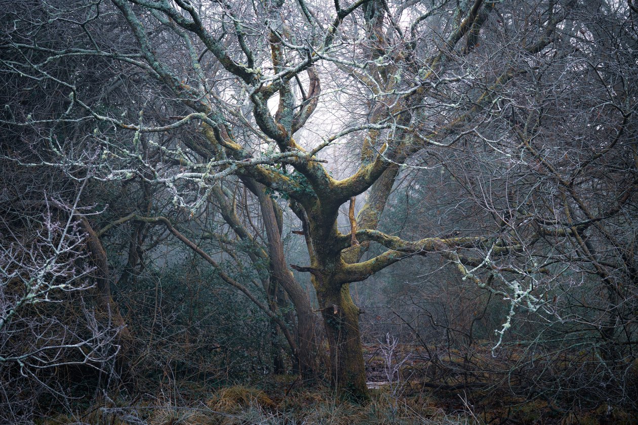 Roots of Time, 2022 (foto) af Lee Cooper