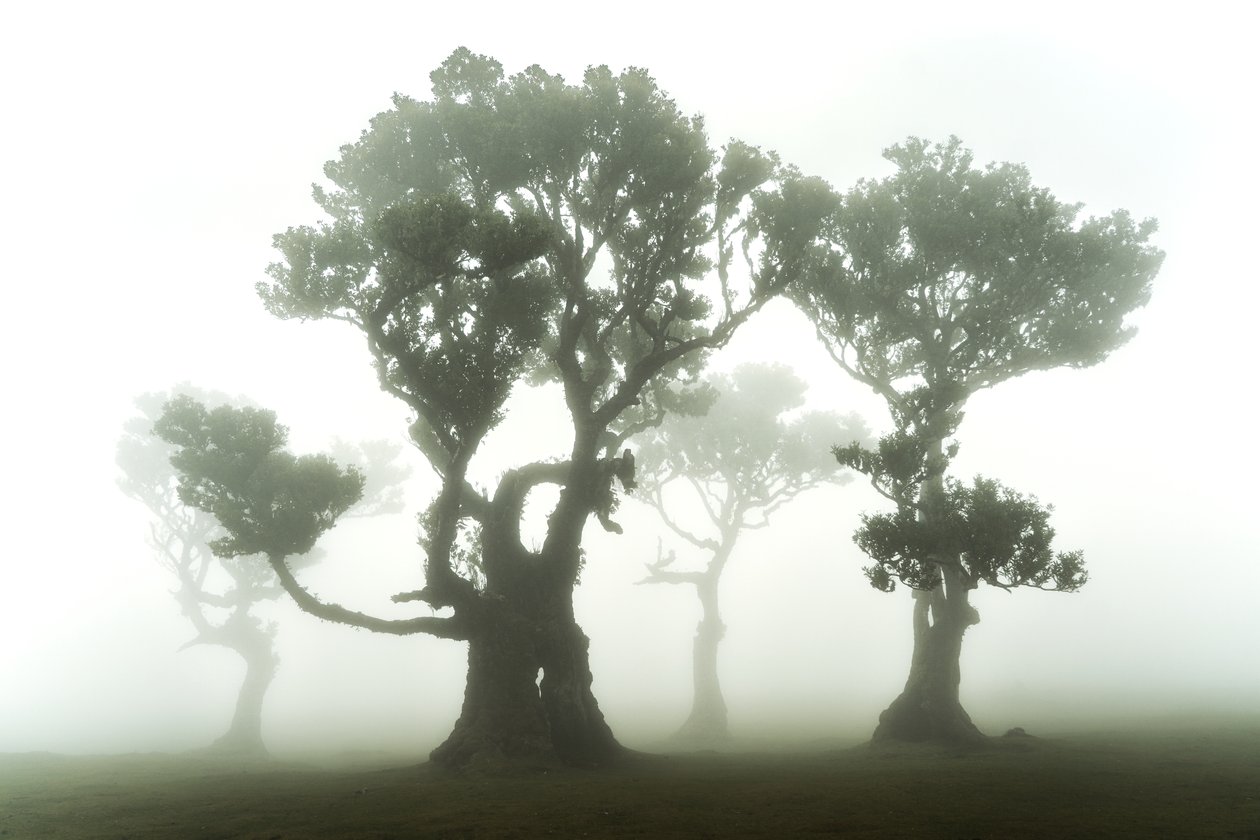 The Forest Remains, 2023 (foto) af Lee Cooper