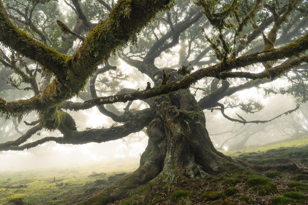 The Forest Remains II, 2023 (foto) af Lee Cooper