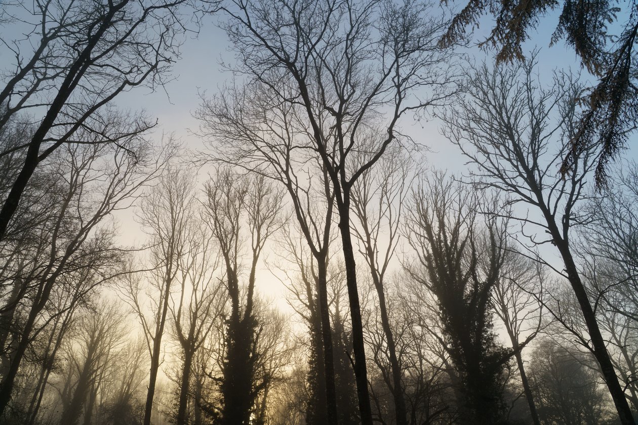 Woodland Reverie, 2023 (foto) af Lee Cooper