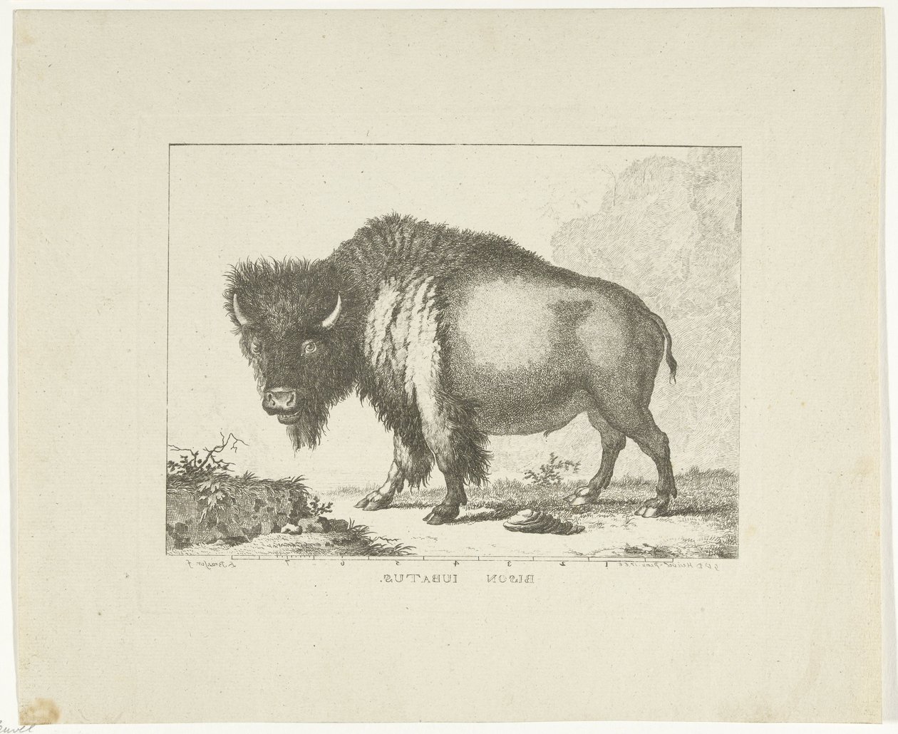 Bison af Leendert Brasser