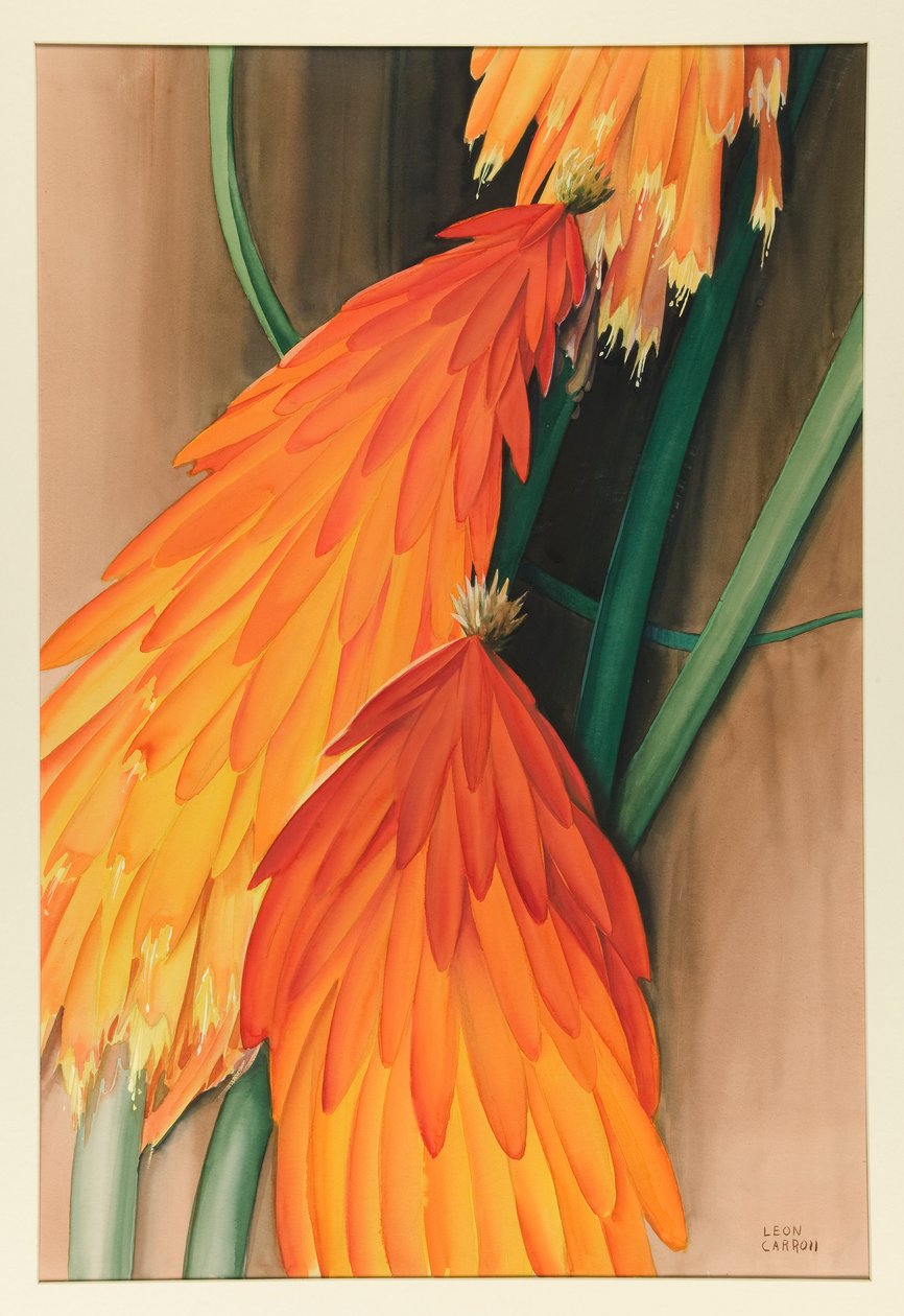 Skyrocket (Red Hot Poker) af Leon Carroll