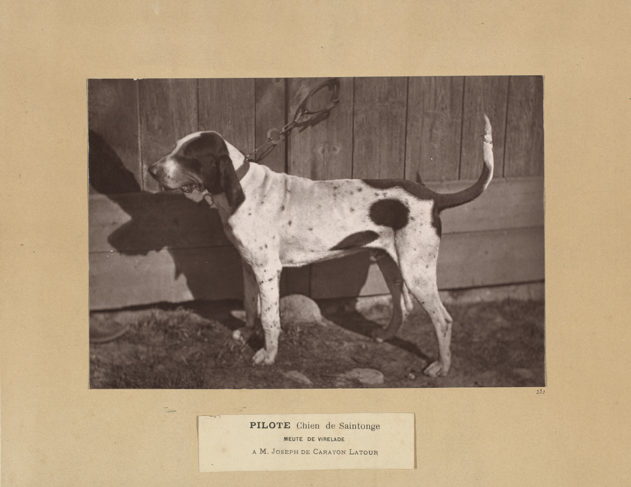 Pilote, Chien de Saintonge, Meute de Virelade, A.M. Joseph de Carayon Latour af Leon Cremiere