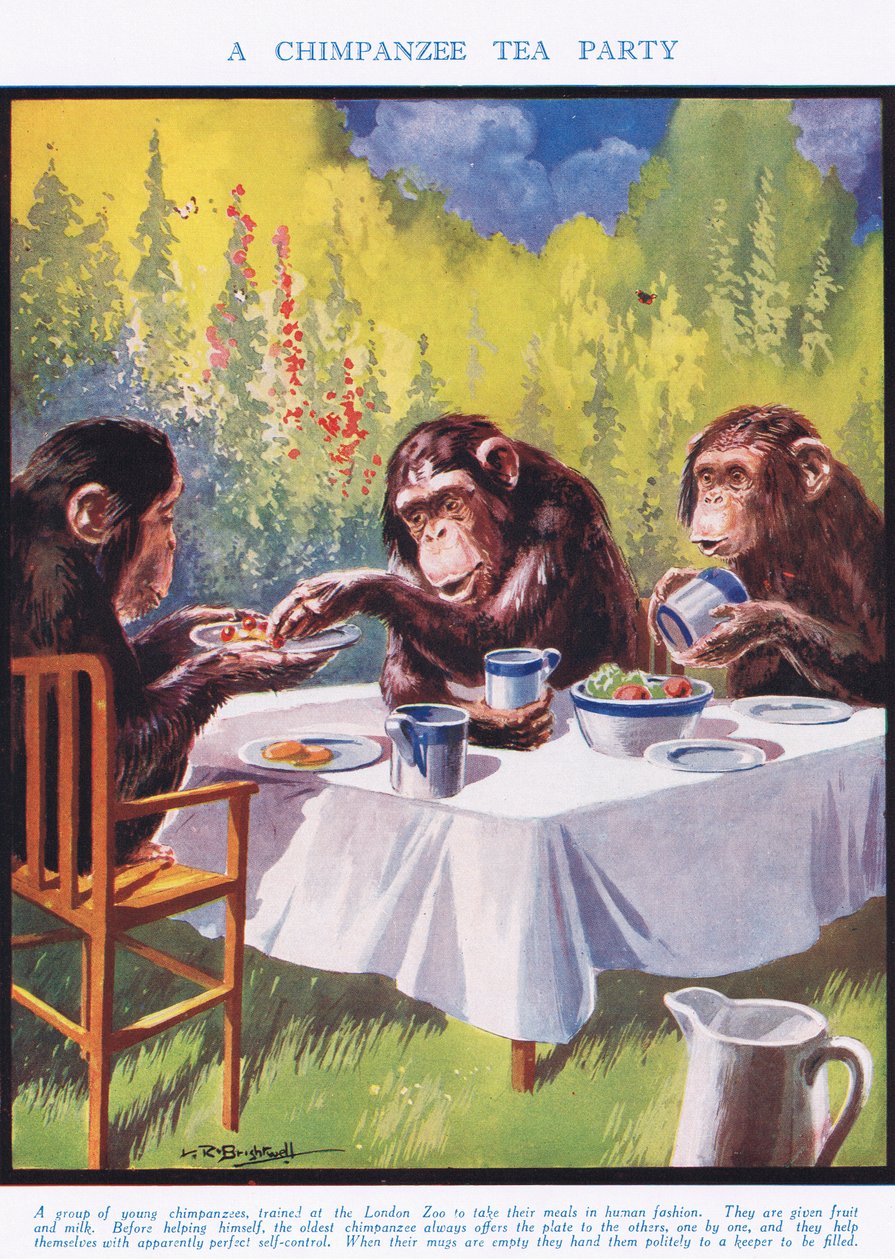 A Chimpanse Tea Party, illustration fra 