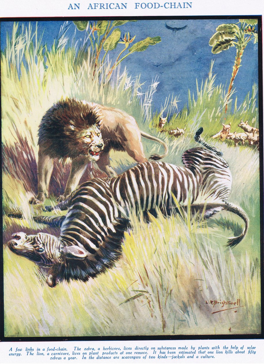 En afrikansk fødekæde, illustration fra 
