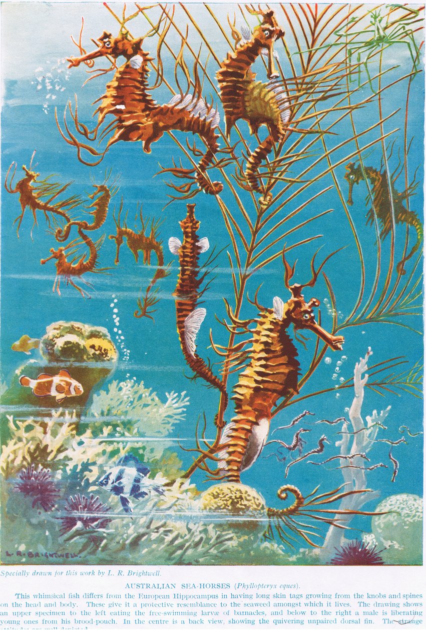 Australske søheste, illustration fra "The Science of Life af Leonard Robert Brightwell