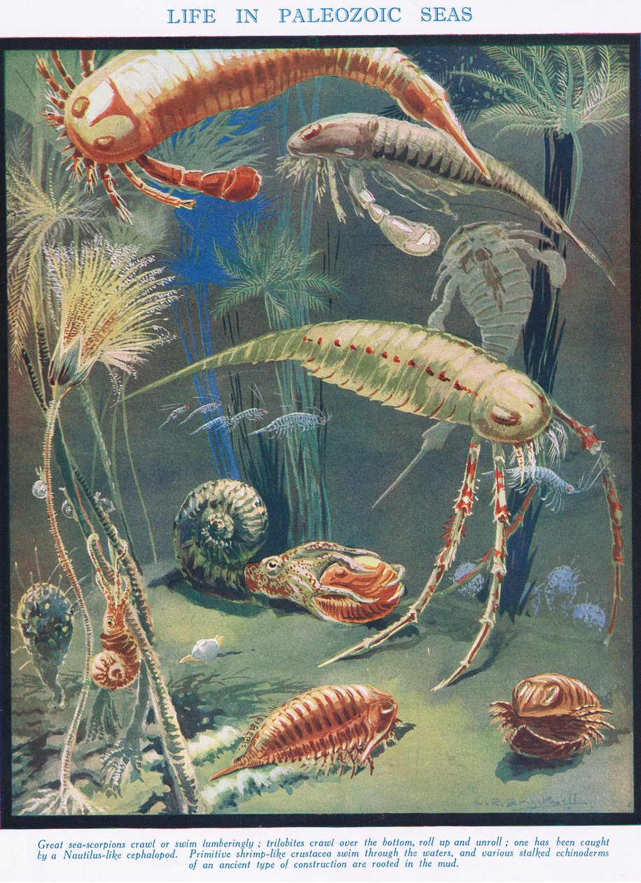 Life in Paleozoic Seas, illustration fra 