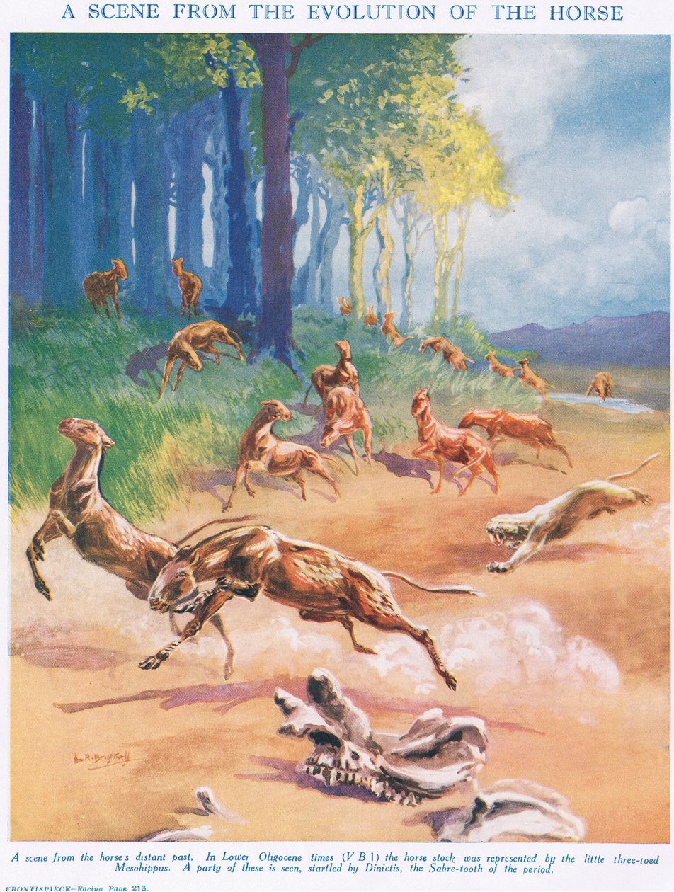 Mesohippus, illustration fra 