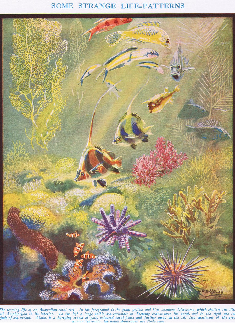 Nogle mærkelige livsmønstre, illustration fra "Livets videnskab af Leonard Robert Brightwell