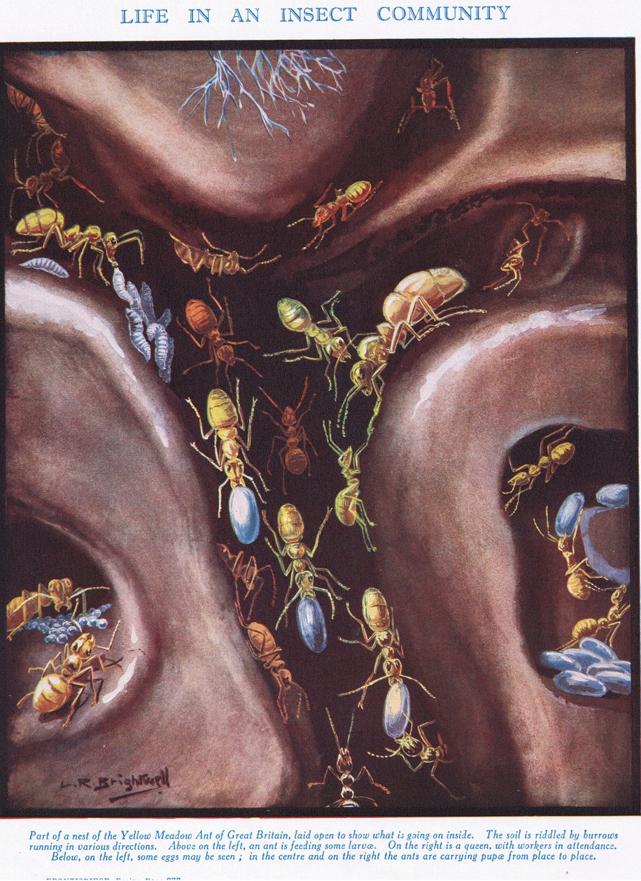 Livet i et insektsamfund, illustration fra "Livets videnskab af Leonard Robert Brightwell