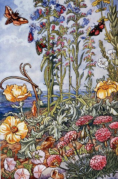 Illustration fra "Sea-Shore Life in Britain" trykt i 1947 (farve litografi) af Leonard Robert Brightwell