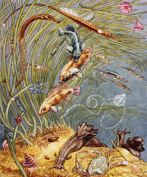 Illustration fra 