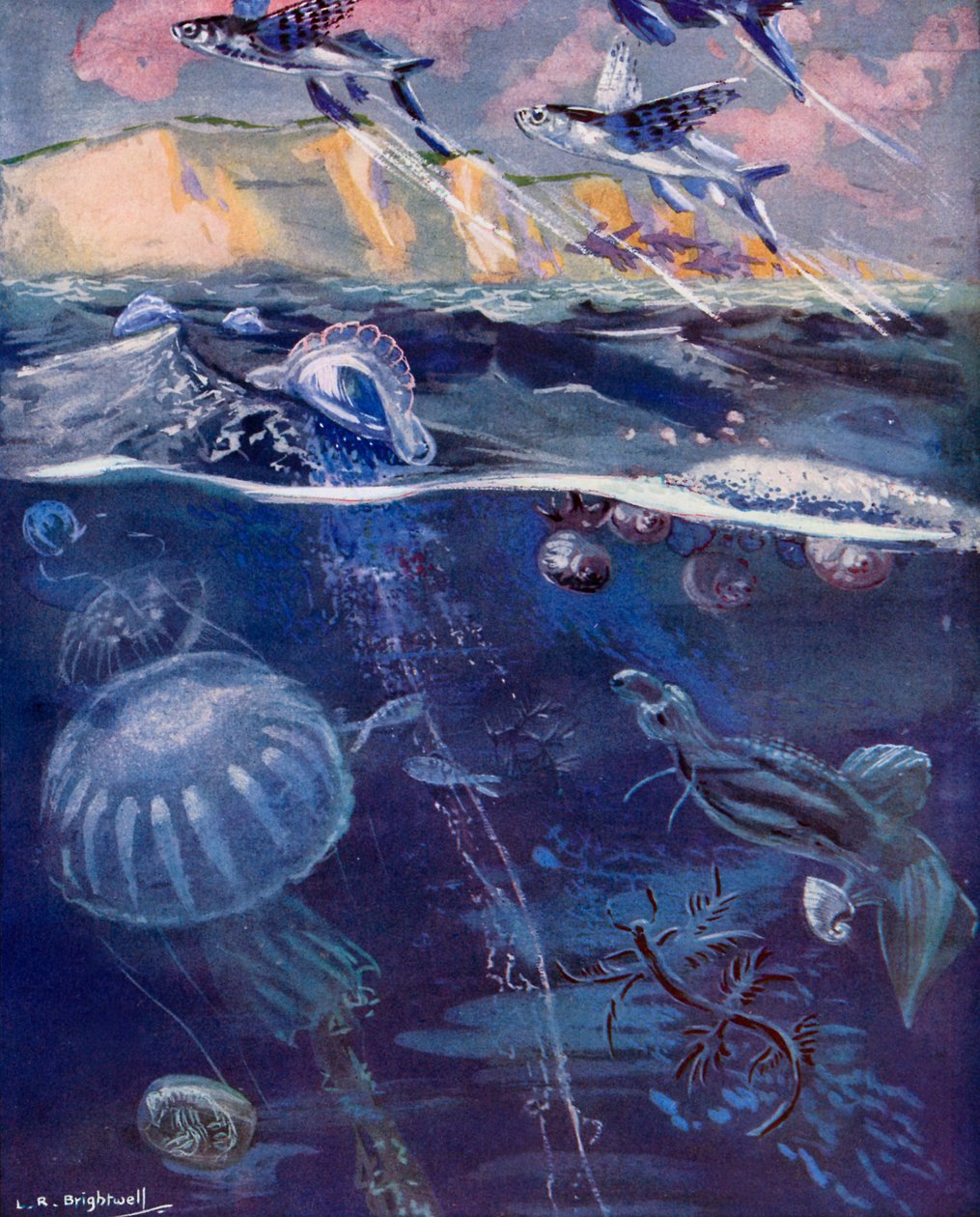 Livet på det åbne hav (farvelitografi) af Leonard Robert Brightwell