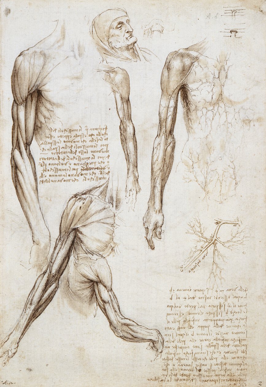 En død eller død mand i brystlængde af Leonardo da Vinci