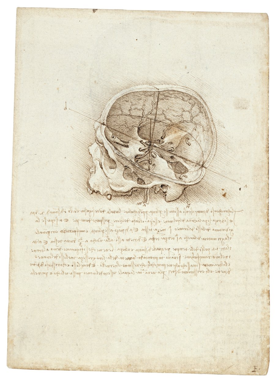 Anatomisk maleri af Leonardo Da Vinci - Scull af Leonardo da Vinci