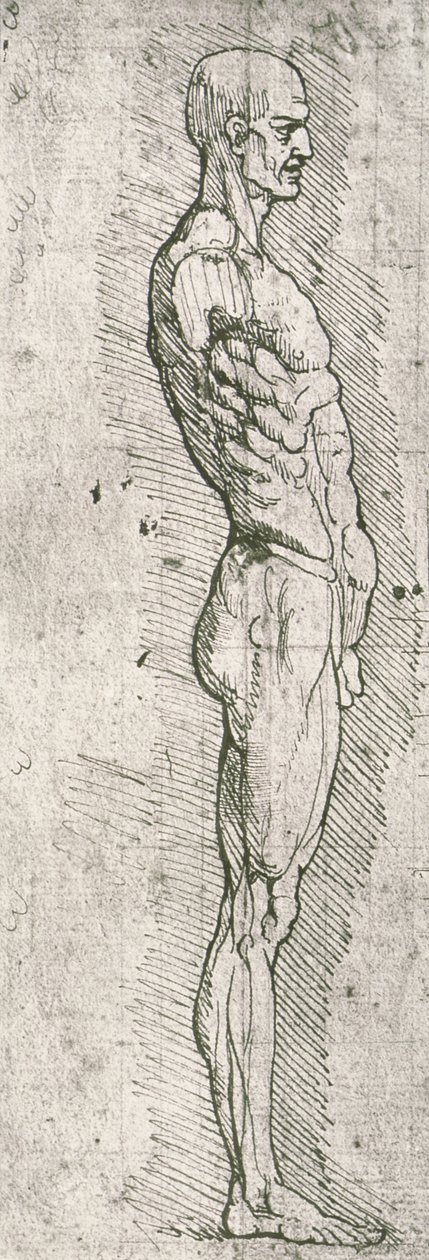 Anatomisk undersøgelse (pen og blæk på papir) af Leonardo da Vinci